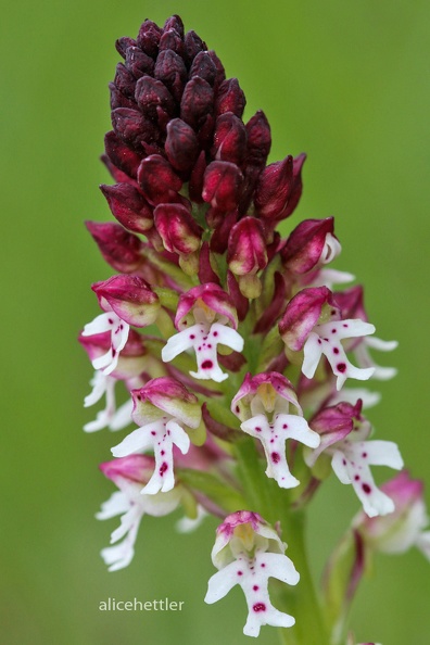 Brand-Knabenkraut (Neotinea ustulata)